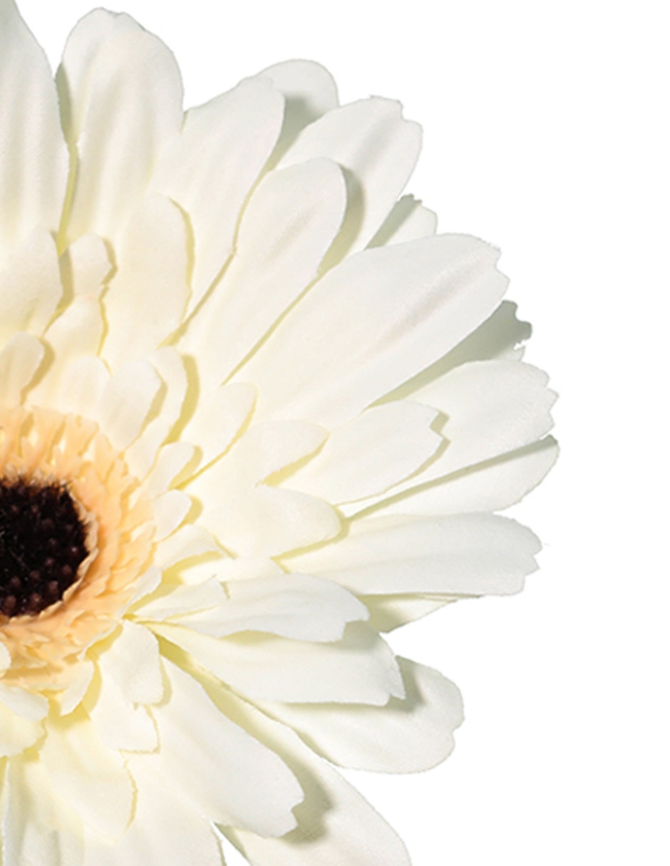 Flor de gerbera 3
