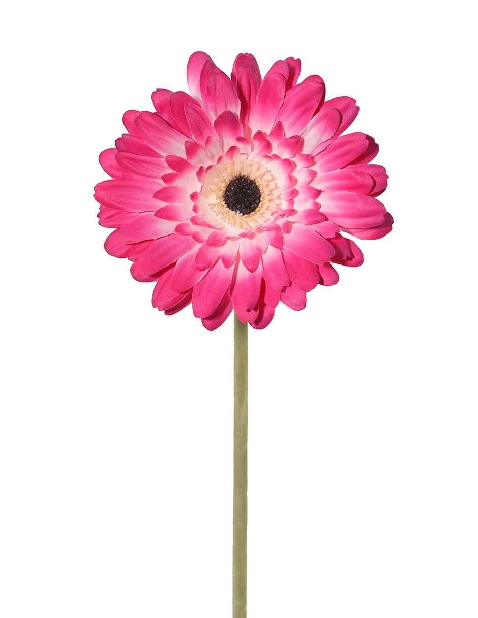 Flor de gerbera 2