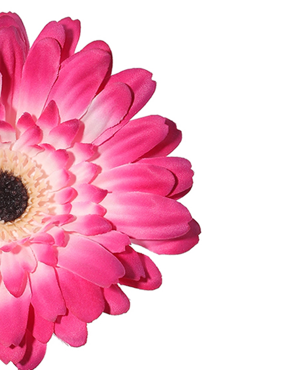Flor de gerbera 3