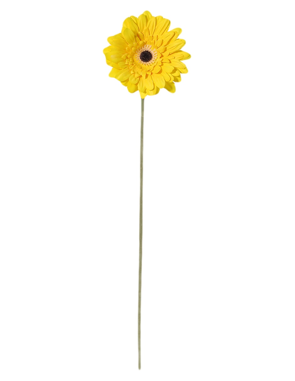 Gerbera