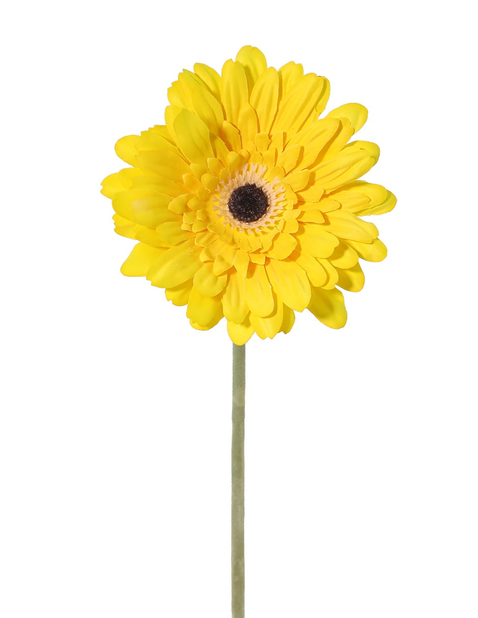 Gerbera 2