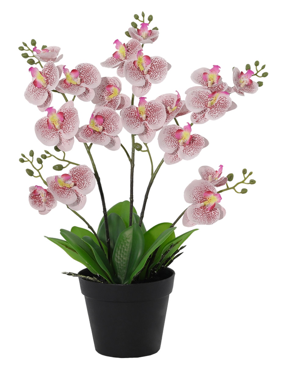 Preelaborado de orquídea