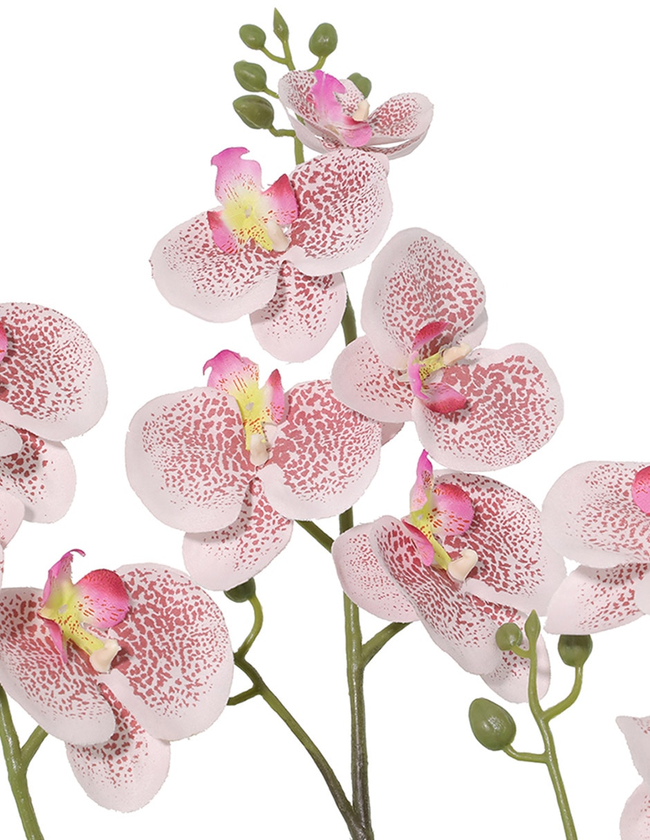 Preelaborado de orquídea 2