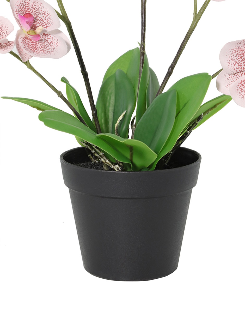 Preelaborado de orquídea 3