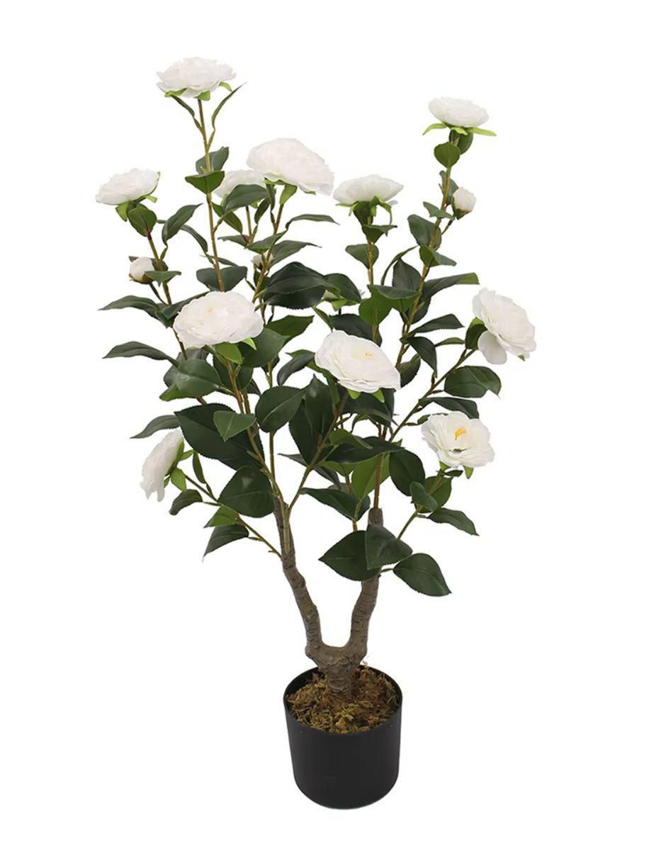 Árbol Camelia Naturalé
