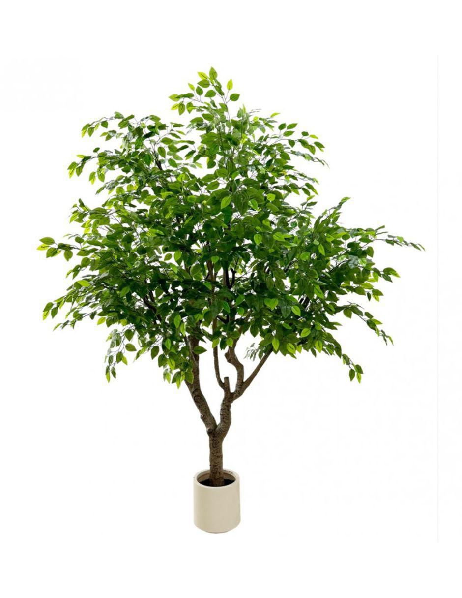 Árbol Pandurata Grand