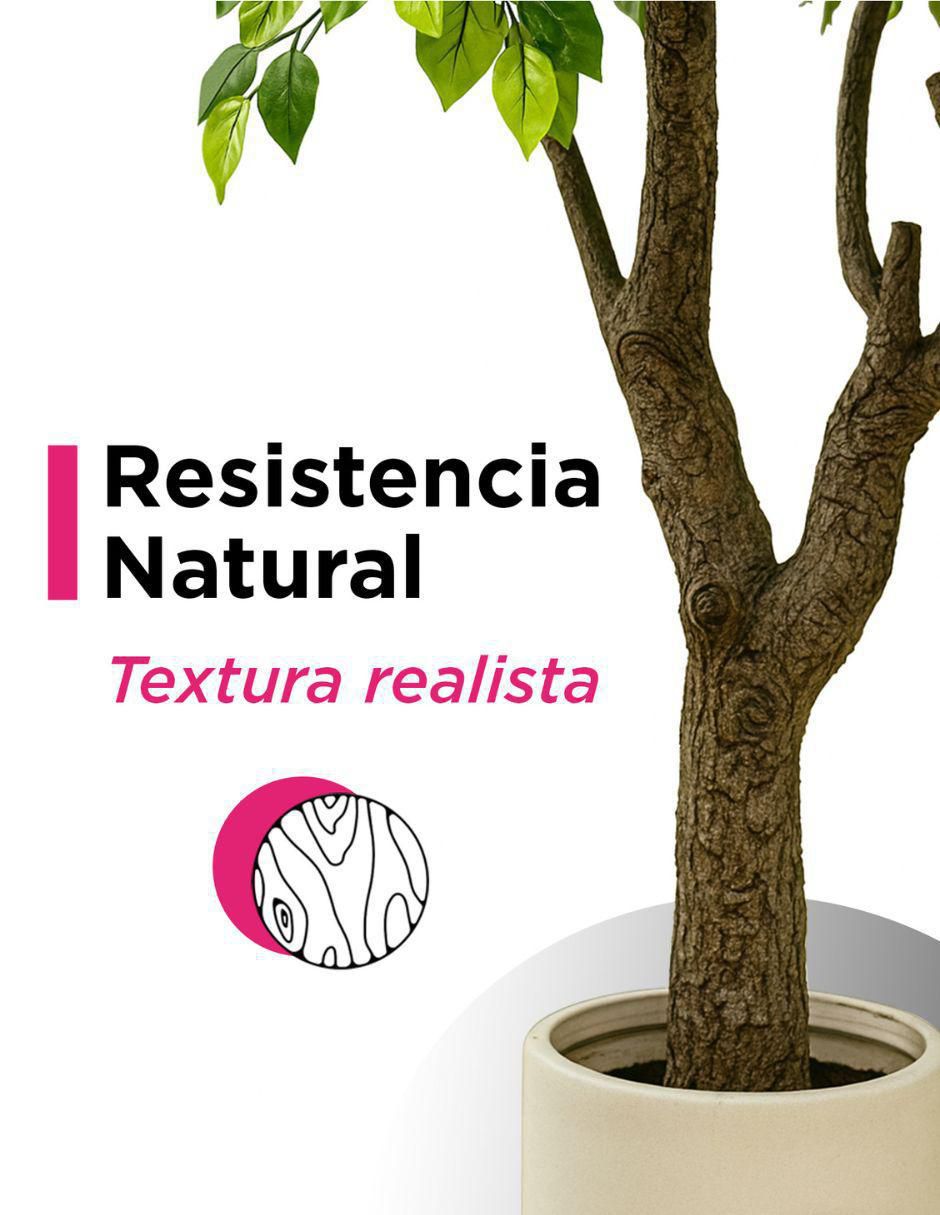 Árbol Pandurata Grand 3