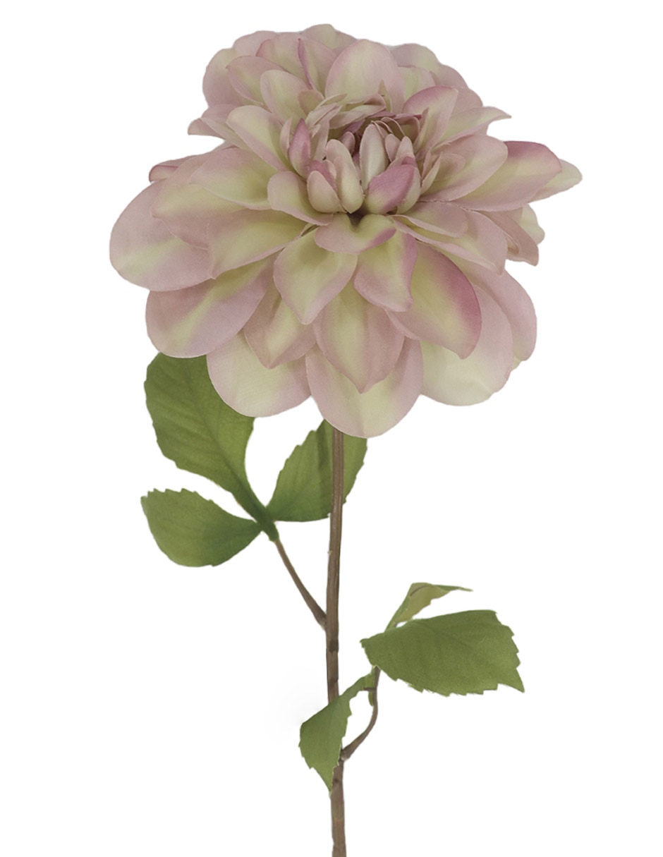 Dalia 2