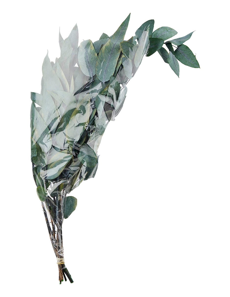 Eucalipto decorativo con acabado natural 5