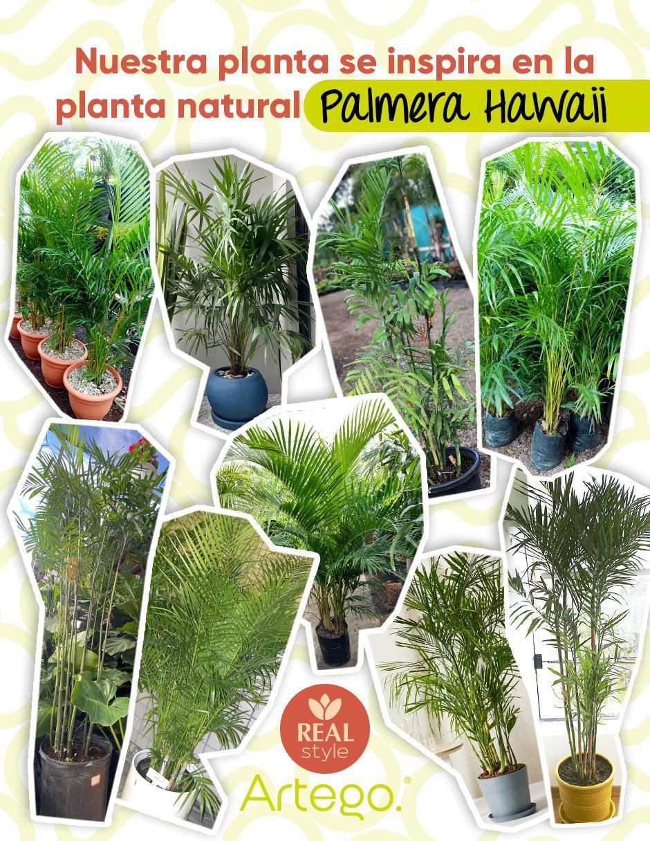Árbol de palmera palmera Hawaii 3