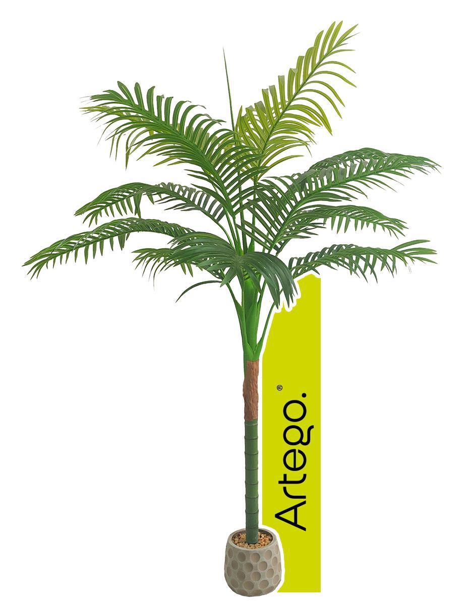 Planta Amazona con maceta
