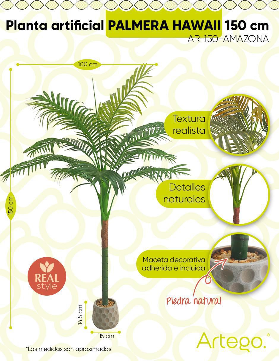 Planta Amazona con maceta 9