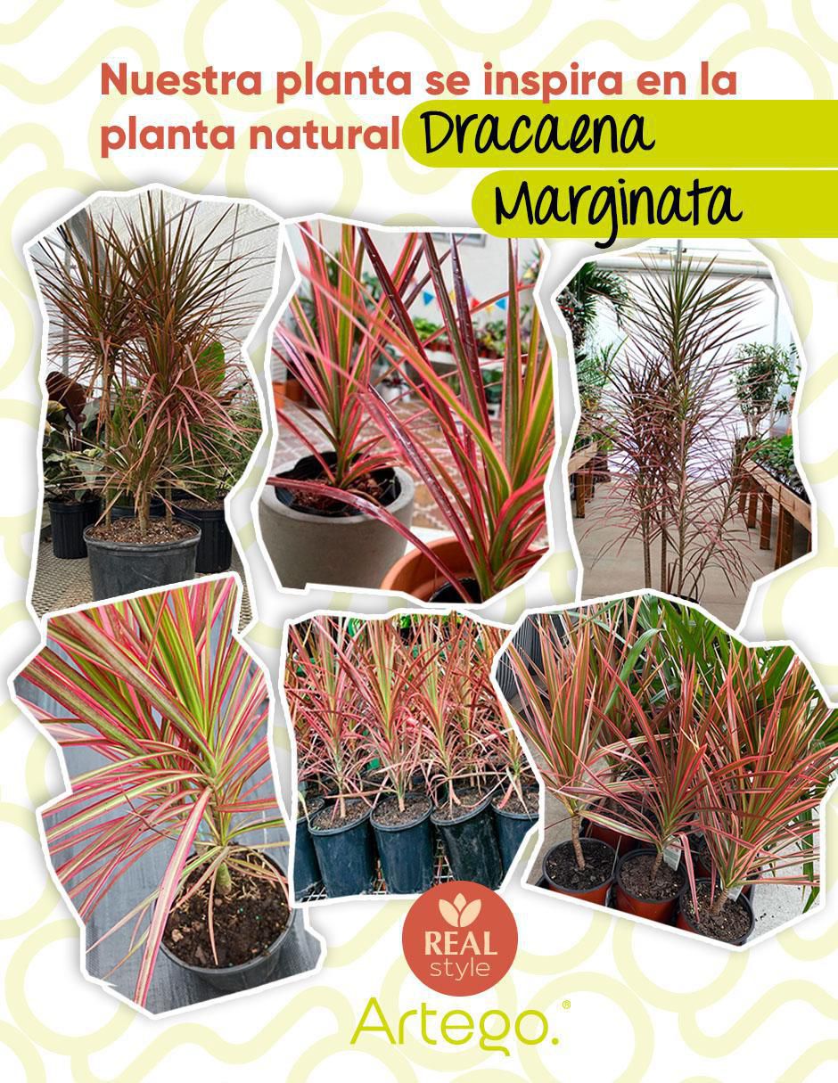 Planta Nayarit con maceta 3