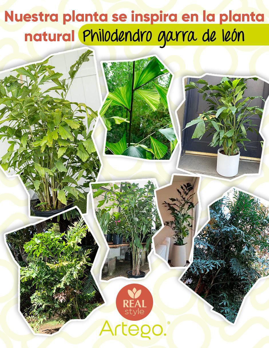 Planta Fishtail con maceta 3