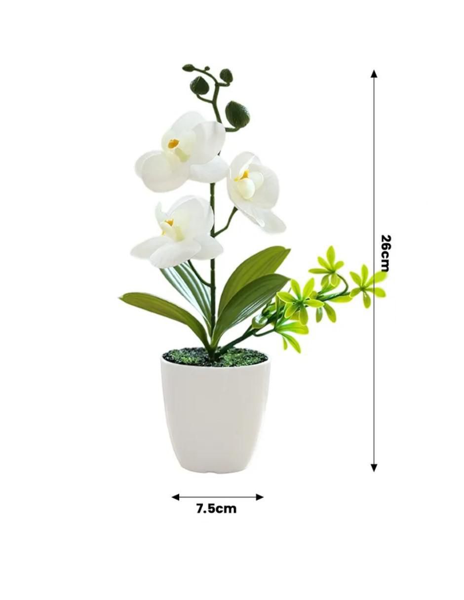 Flor de orquídea 5