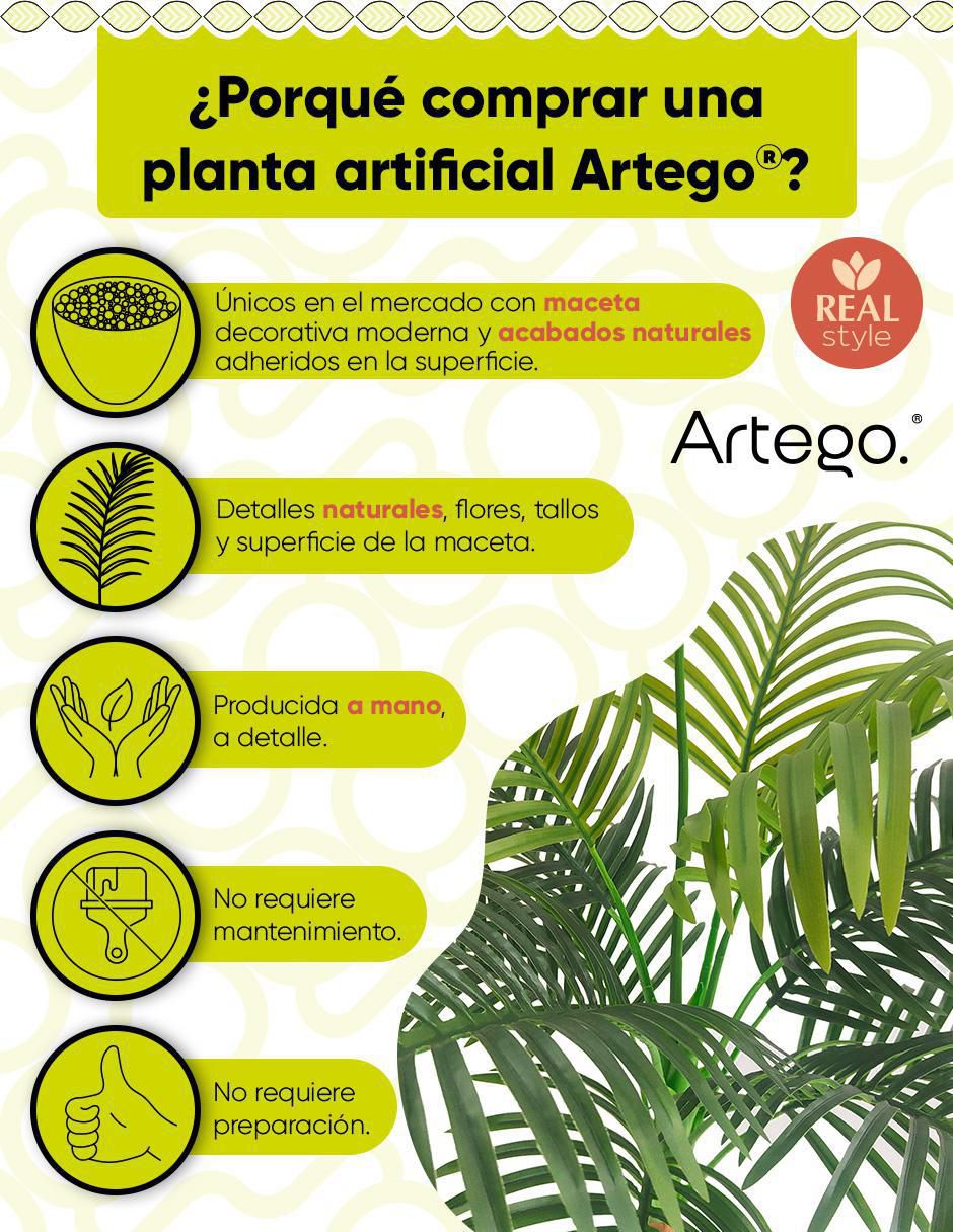 Planta Hawaii Amazona 2