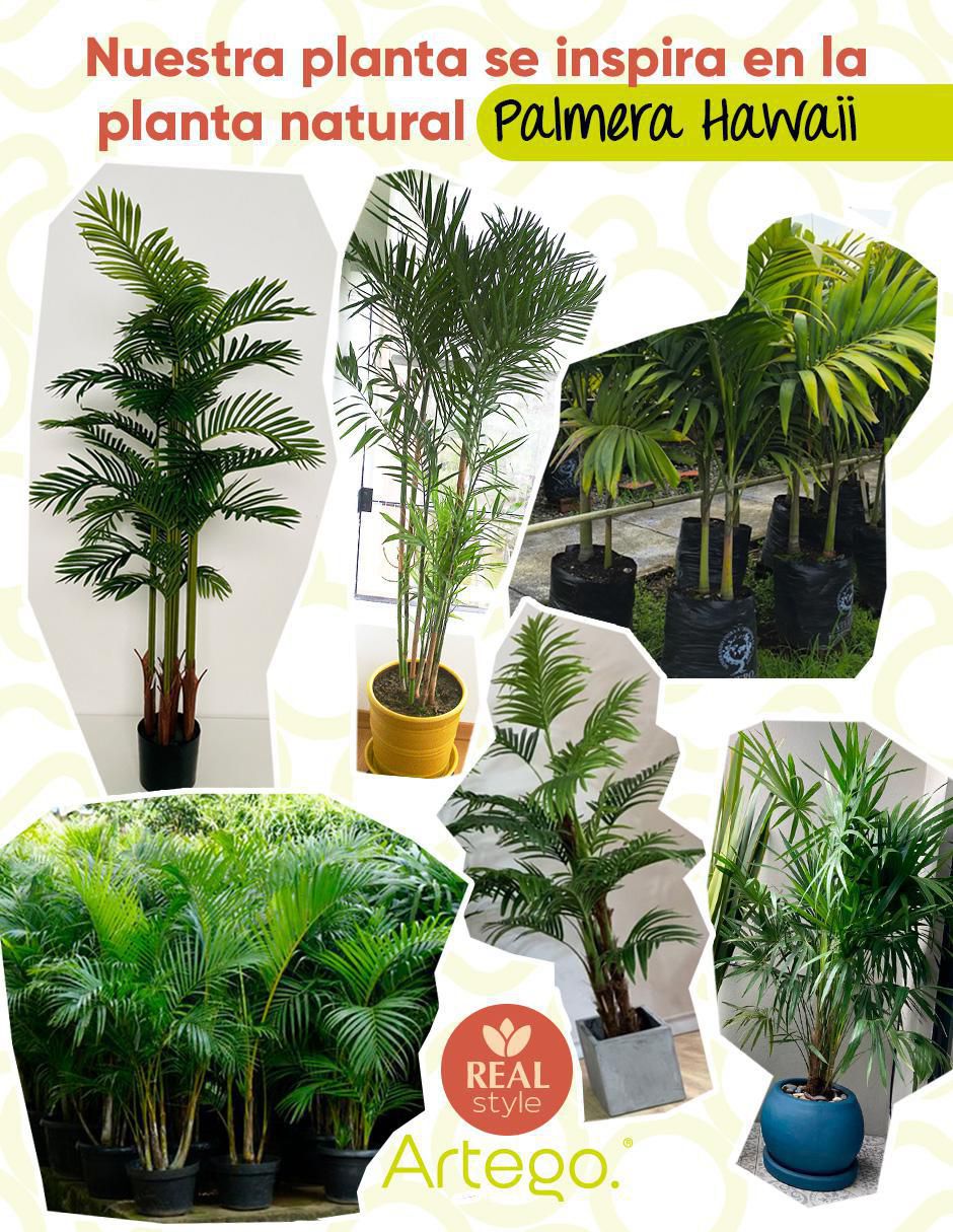 Planta Hawaii Amazona 4