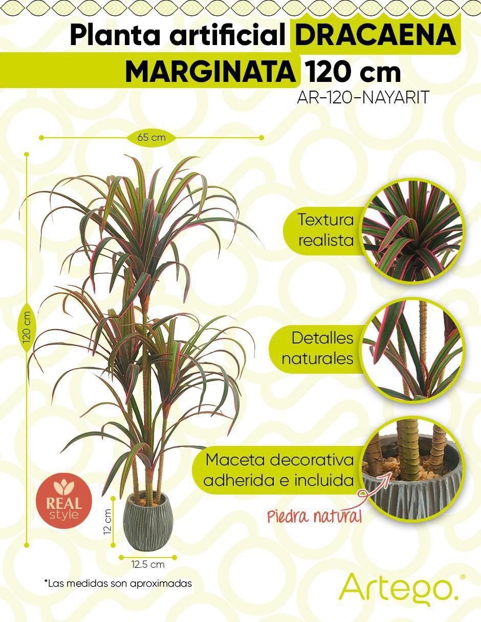 Planta Marginata Nayarit 9