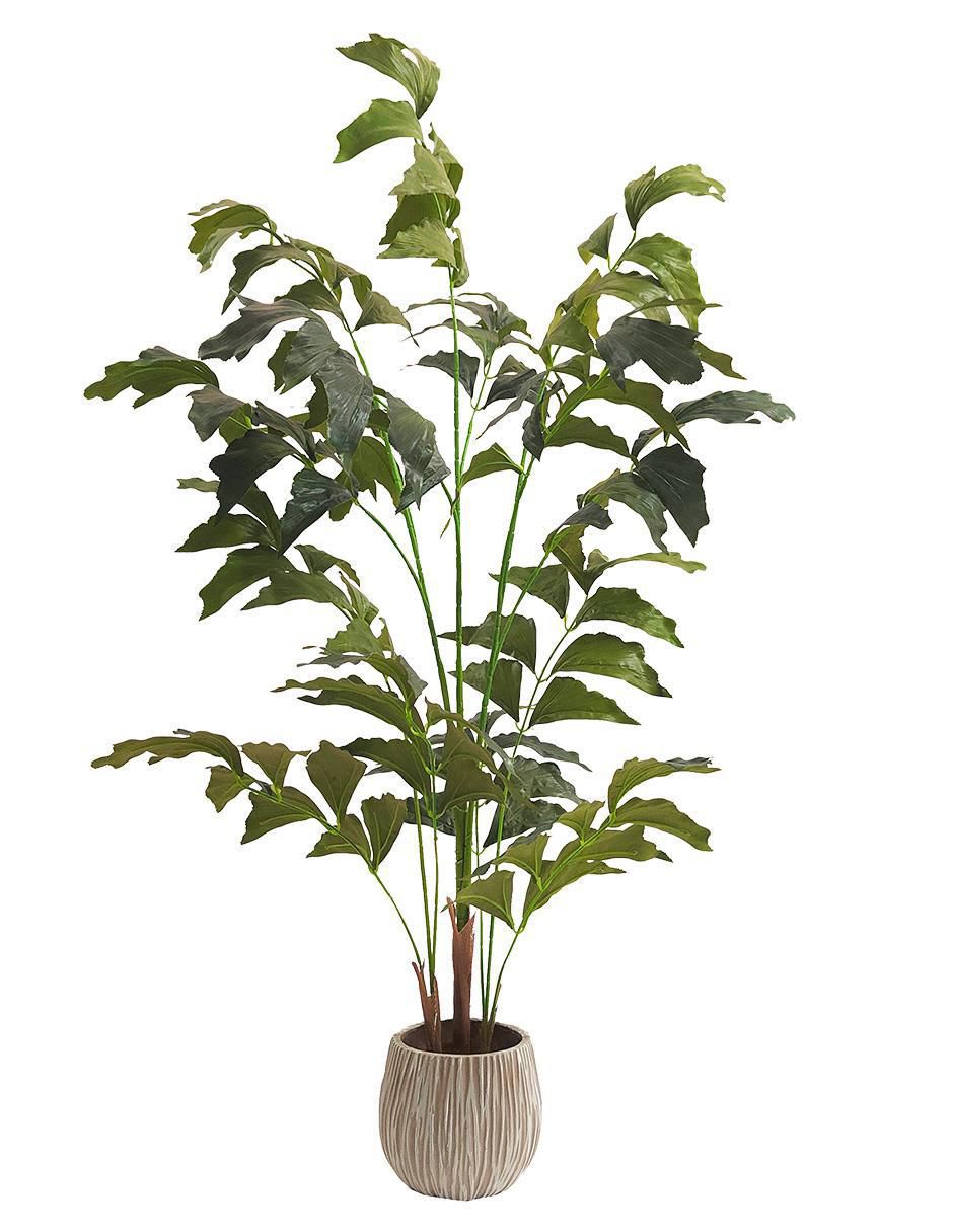 Planta Caryota Fishtail