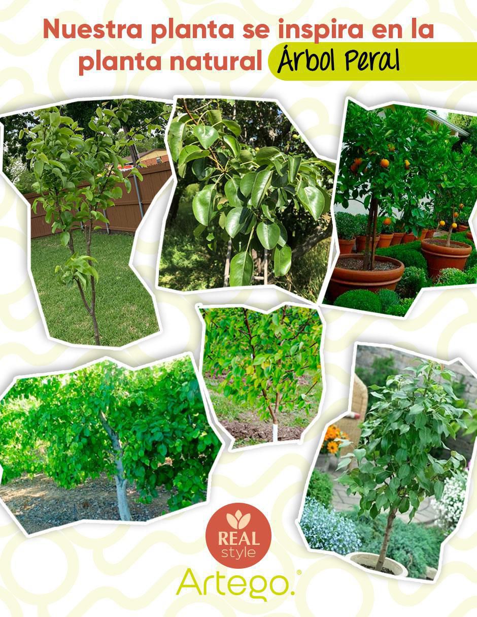 Árbol Peral Palenque 3