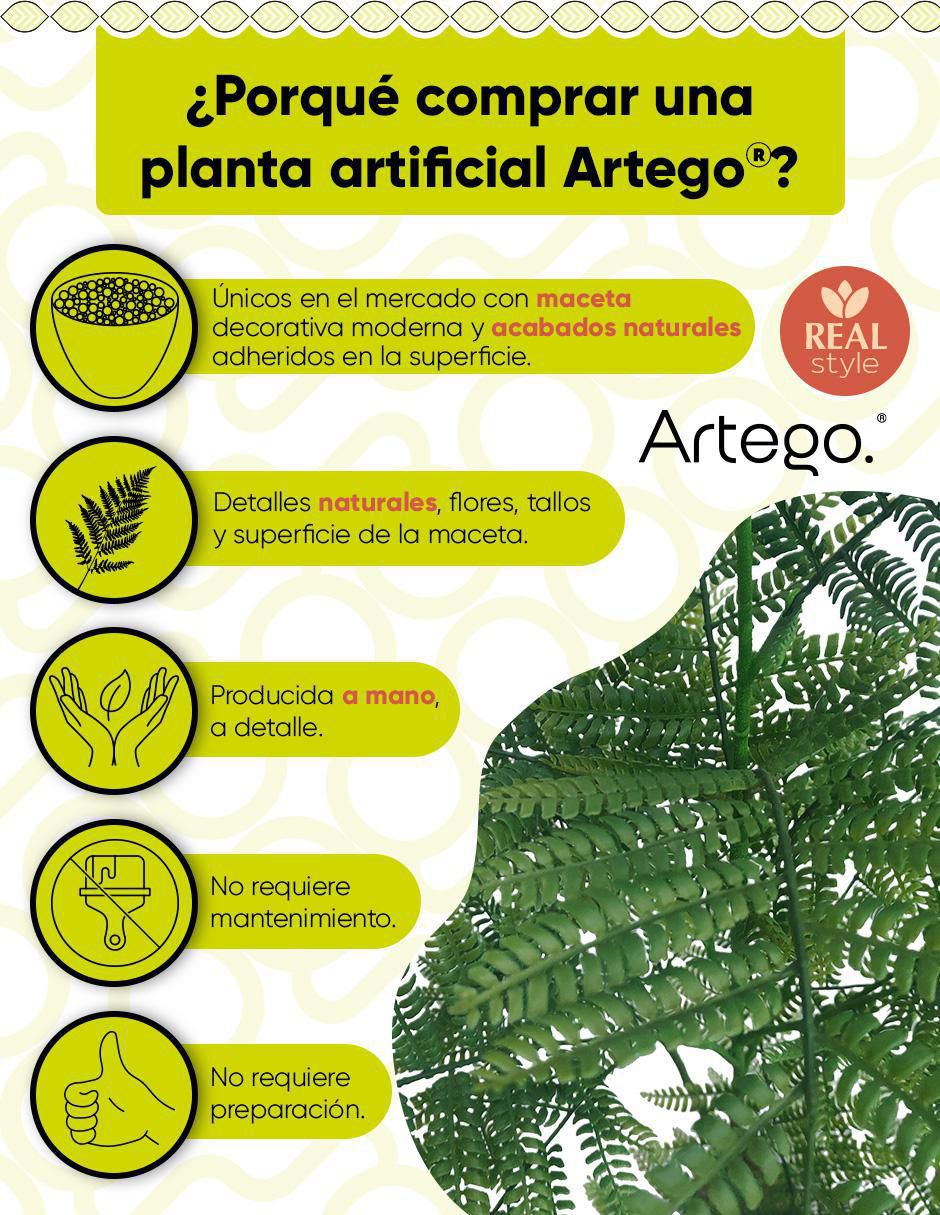 Planta Jacaranda con maceta 2