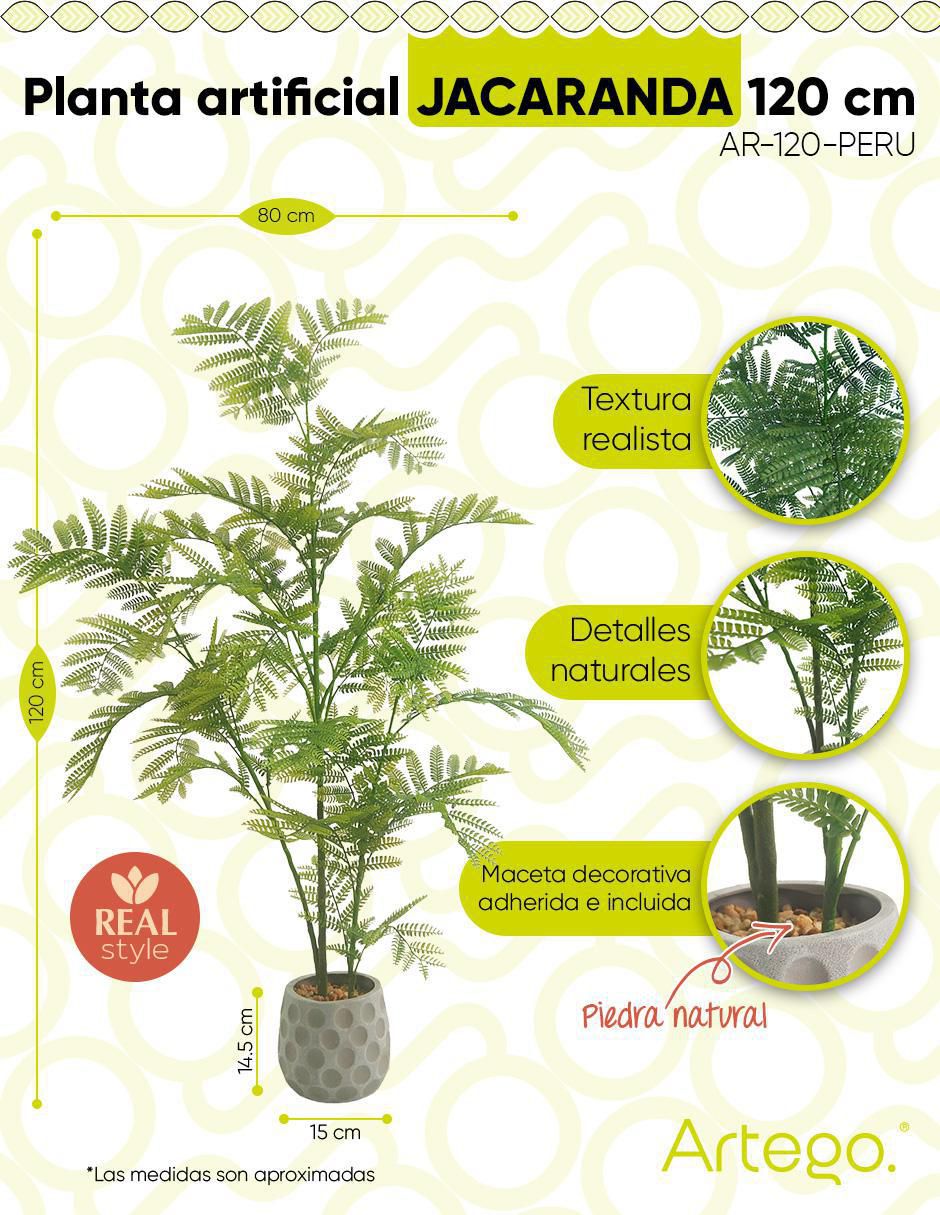 Planta Jacaranda con maceta 9
