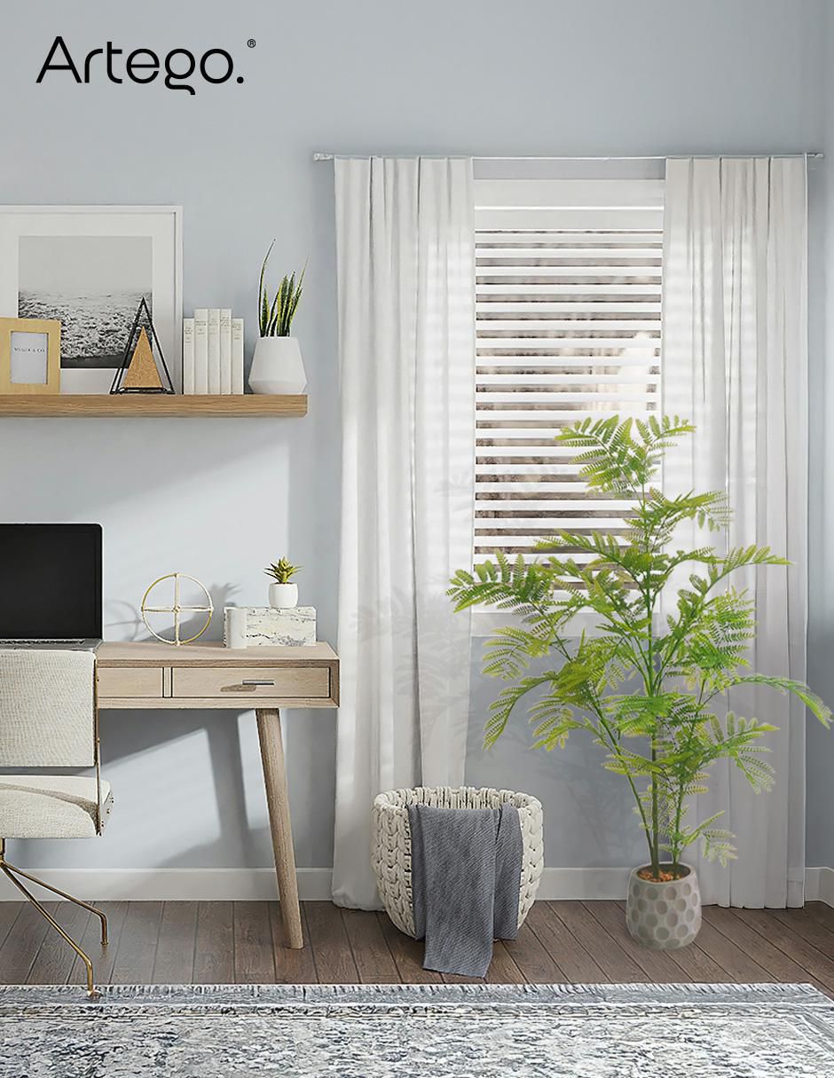 Planta Jacaranda con maceta 7